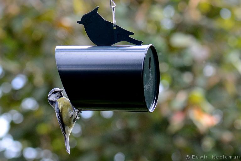 ENE-20130922-0428.jpg - [nl] Pimpelmees ( Parus caeruleus ) | Ommeren, Nederland[en] Blue Tit ( Parus caeruleus ) | Ommeren, The Netherlands